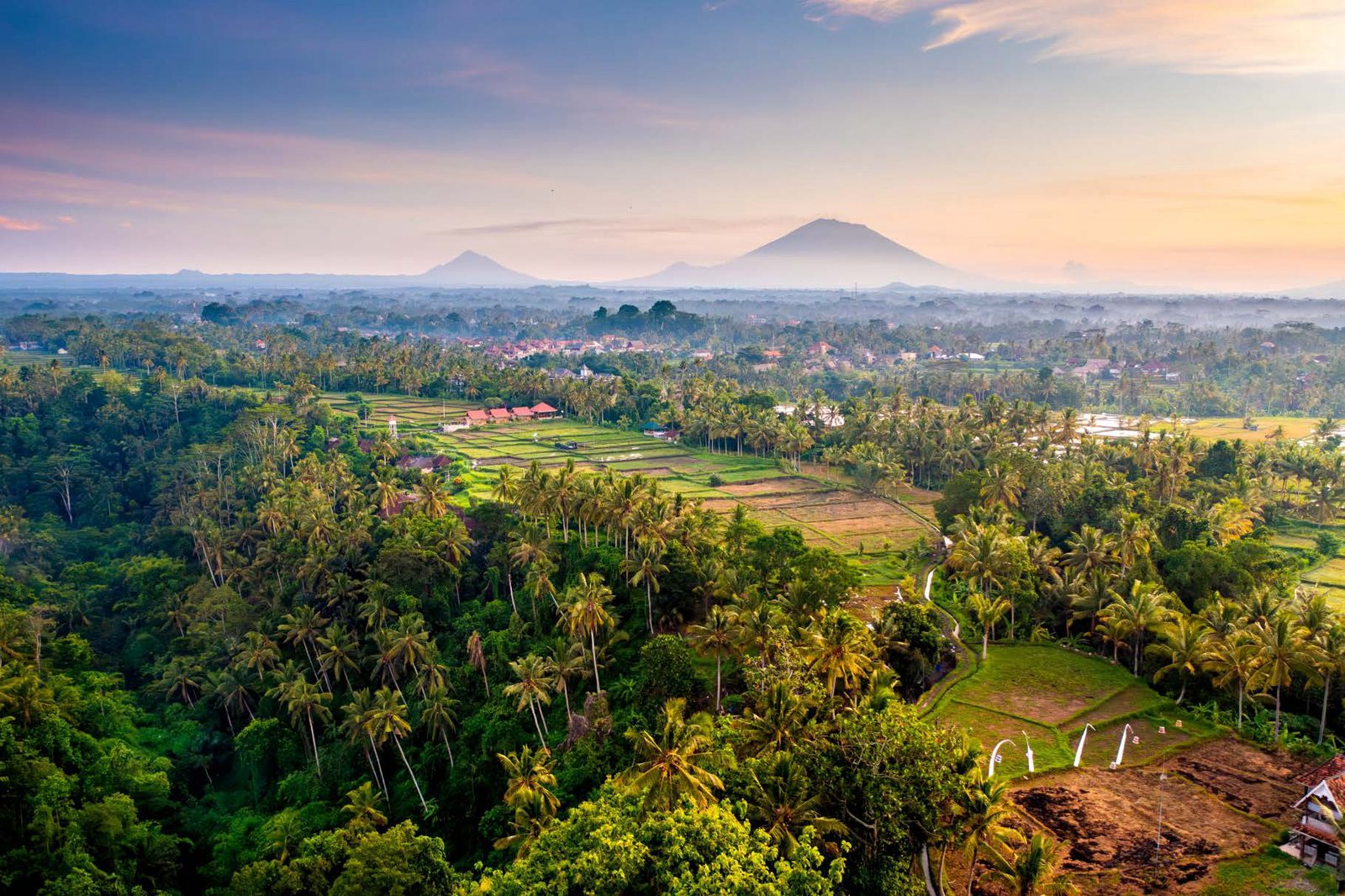 Rice fields and palm canopy with volcanoes beyond at dawn